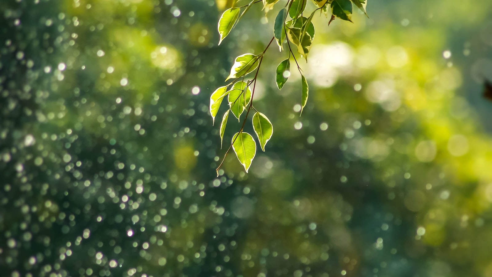 Green Building & Sustainable Materials